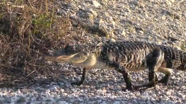 American Alligator walking — Stock Video