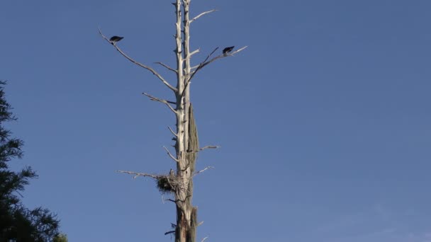 Árvore velha com pássaros em zonas húmidas da Flórida — Vídeo de Stock