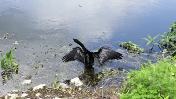 Anhinga drying up its feathers — Stock Video