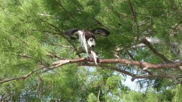 Osprey voedt met vis in Florida wetlands — Stockvideo