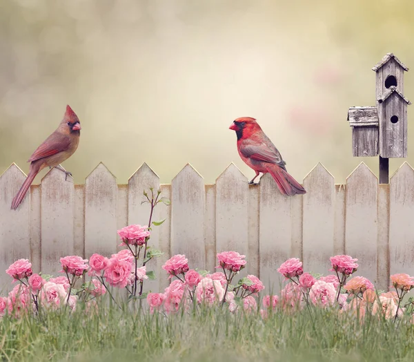 Northern Cardinal Male and Female — Stock Photo, Image