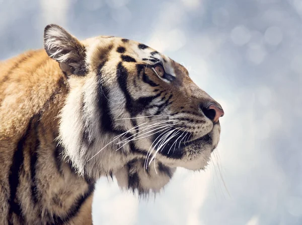 Retrato de tigre de bengala — Fotografia de Stock