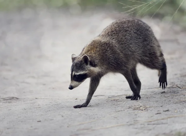 Wild Raccoon Walking — Stock Photo, Image