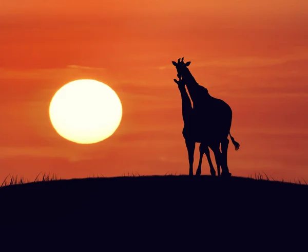 Giraffen bei Sonnenuntergang — Stockfoto