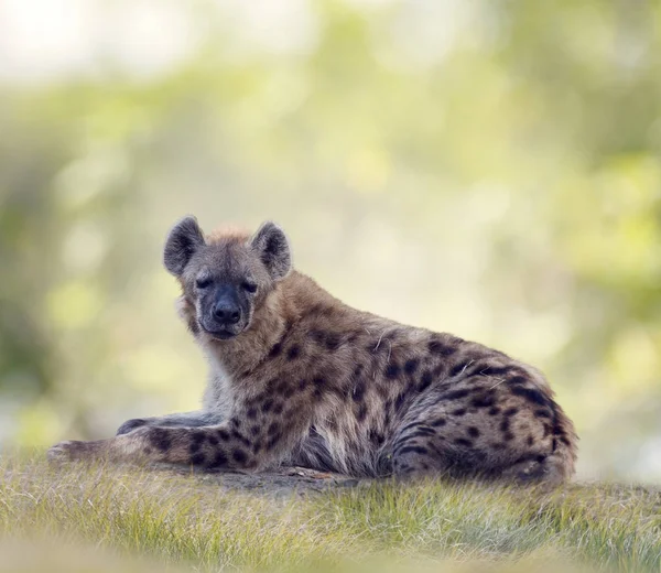 Gevlekte hyena rusten — Stockfoto