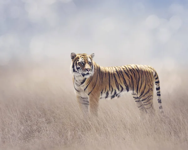 孟加拉虎在草原 — 图库照片
