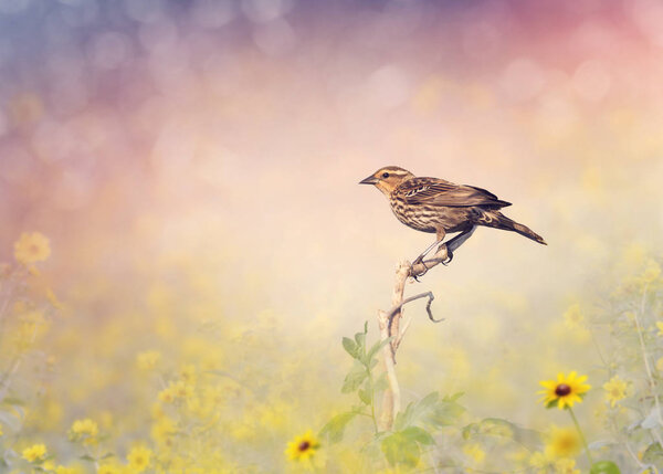 Brown Bird Perches on a Meadow