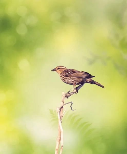 Kahverengi kuş algılamak dal — Stok fotoğraf