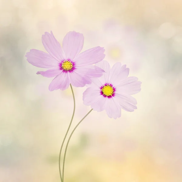 Purple Cosmos Flowers Stock Image