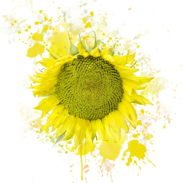 Олія соняшникова Блум акварель — стокове фото