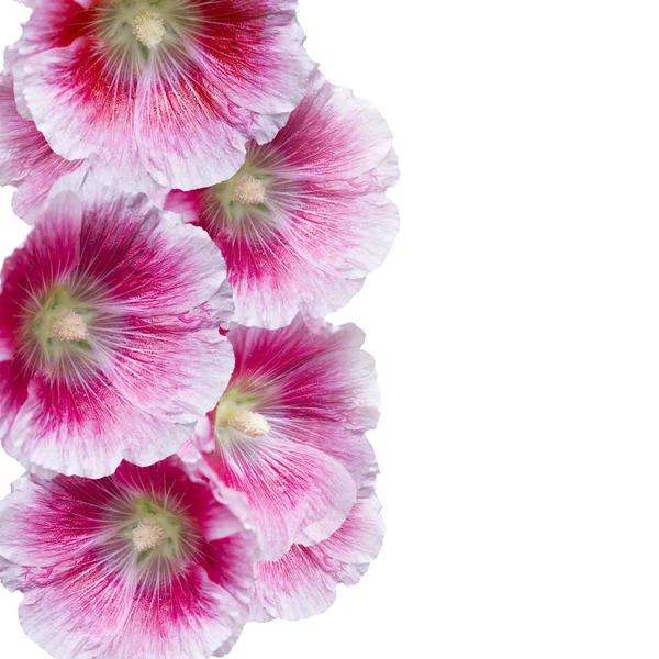 접시 꽃 꽃 꽃 — 스톡 사진