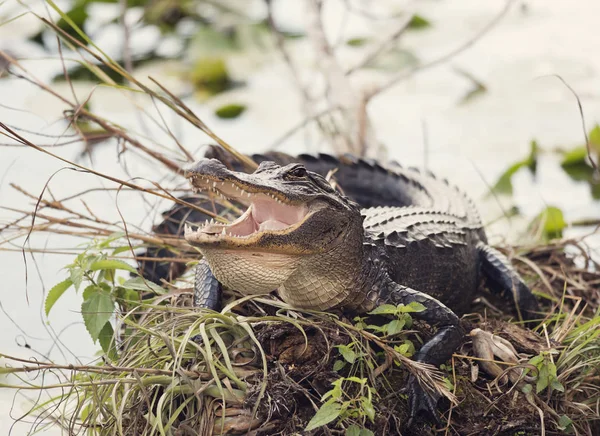 Amerikanischer Alligator sonnt sich — Stockfoto