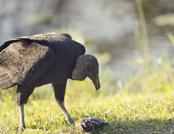 American Black Vulture comiendo un pez — Foto de Stock