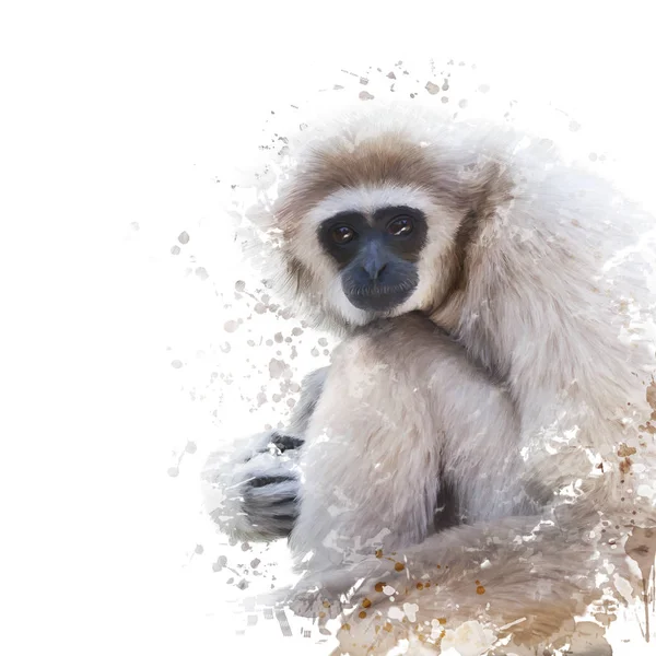 Akvarell porträtt av vit-manna gibbon — Stockfoto