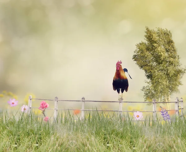 Rooster on a fence — Stock Photo, Image