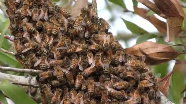 Wild bees on a tree — Stock Video