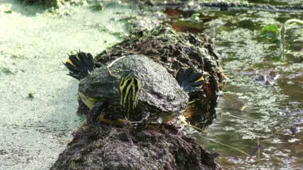 Florida Cooter basking on a log — Wideo stockowe