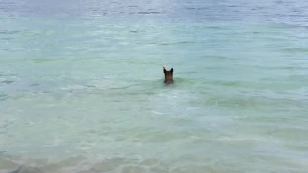 Собака плавает в море, чтобы получить кокос — стоковое видео