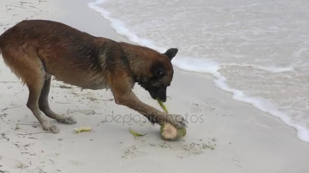 Собака чистить кокос на пляжі — стокове відео