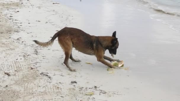 Hund som peeling en kokosnöt på en strand — Stockvideo