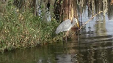 Büyük mavi balıkçıl bir yılan yiyor