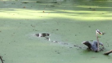 büyük mavi balıkçıl balıkçılık 