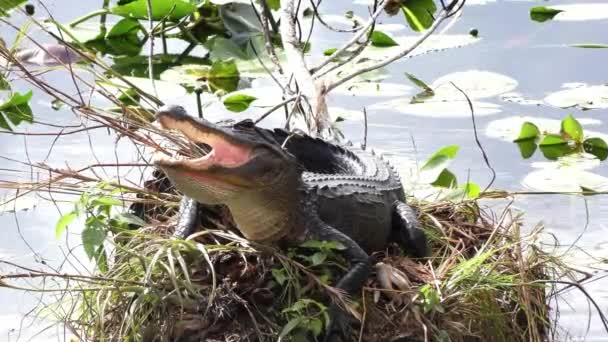 Jonge alligator koesteren in Florida wetlands — Stockvideo