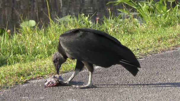 Black Vulture eating a fish in Florida wetlands — Stock Video