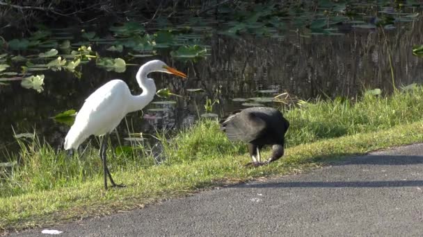 Vautour noir et aigrette blanche mangeant un poisson — Video