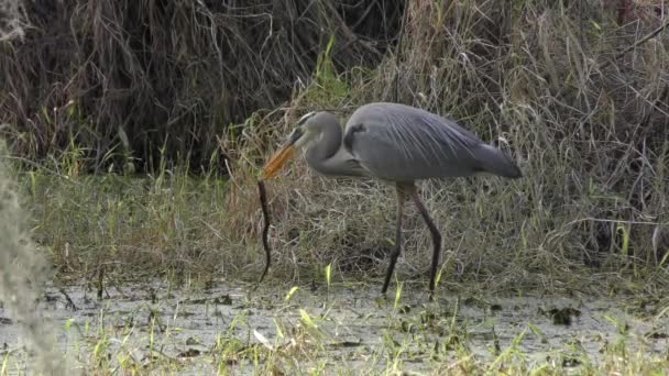 Gran Garza Azul comiendo una serpiente — Vídeos de Stock