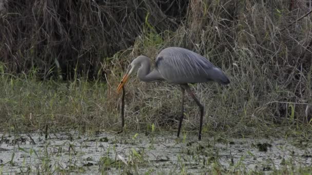 Great Blue Heron eating a snake — Stock Video