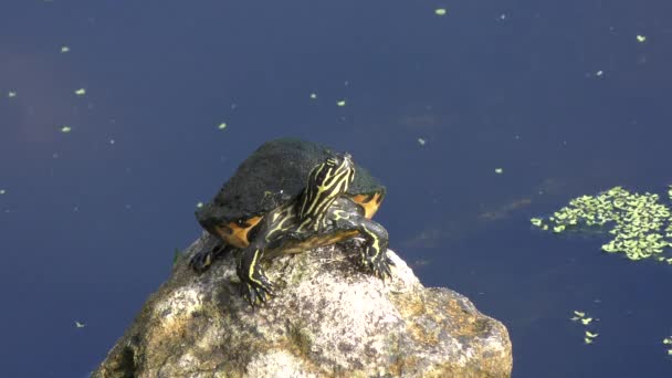 Twee schildpadden op een logboek — Stockvideo