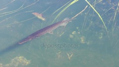 Florida gar göle