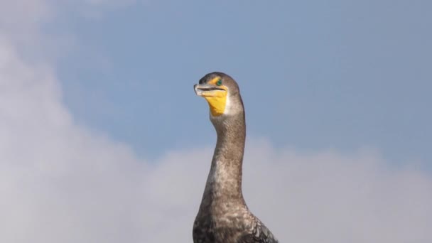 Raffreddamento del cormorano a doppia cresta — Video Stock