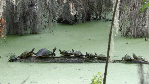 Aquatic Turtles called Florida Cooter basking on a log — Stock Video