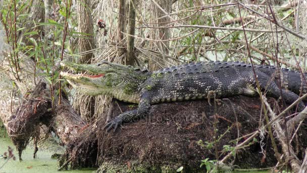 Cocodrilo americano tomando el sol en el pantano de Florida — Vídeos de Stock