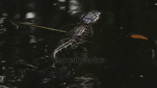Baby amerikansk alligator simning i Florida swamp — Stockvideo