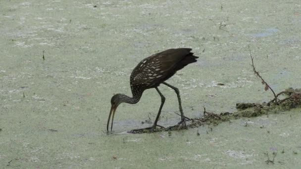 Limpkin buscando caracol en los humedales de Florida — Vídeos de Stock