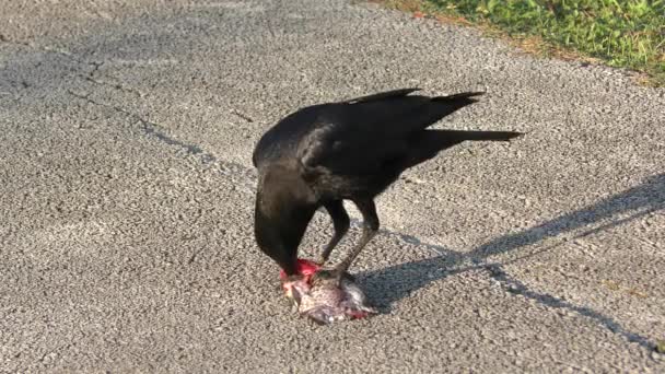 Crow äta en fisk i Florida våtmarker — Stockvideo