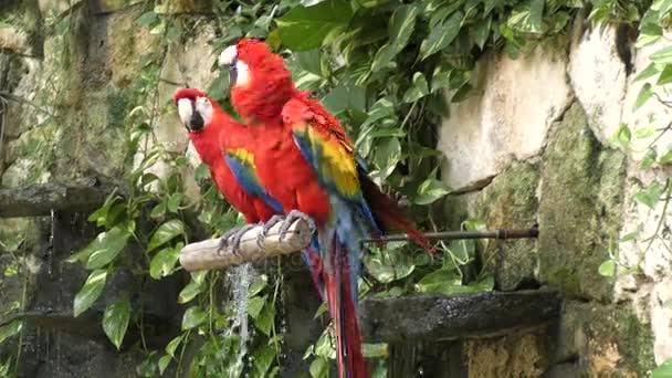Ara écarlate, les perroquets rouges perchés 
