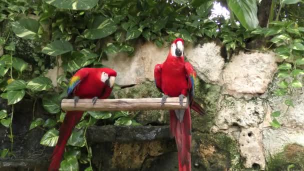 Ljusröd ara, röda papegojor perching — Stockvideo