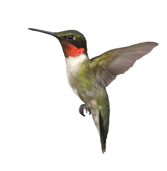 Rubi Garganta Hummingbird Aquarela — Fotografia de Stock