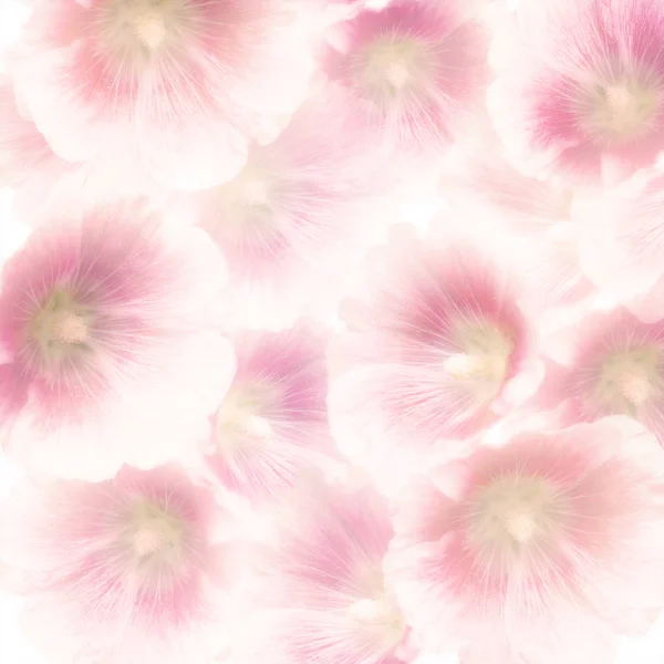 Pink Hollyhock Flowers — Stock Photo, Image