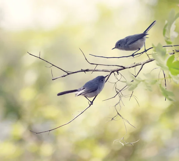Apanhadores de moscas azuis-cinzentos — Fotografia de Stock
