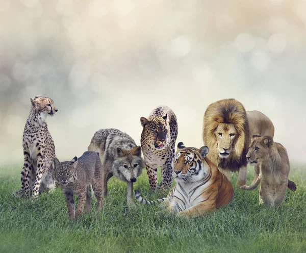 Groep van wild levende zoogdieren — Stockfoto
