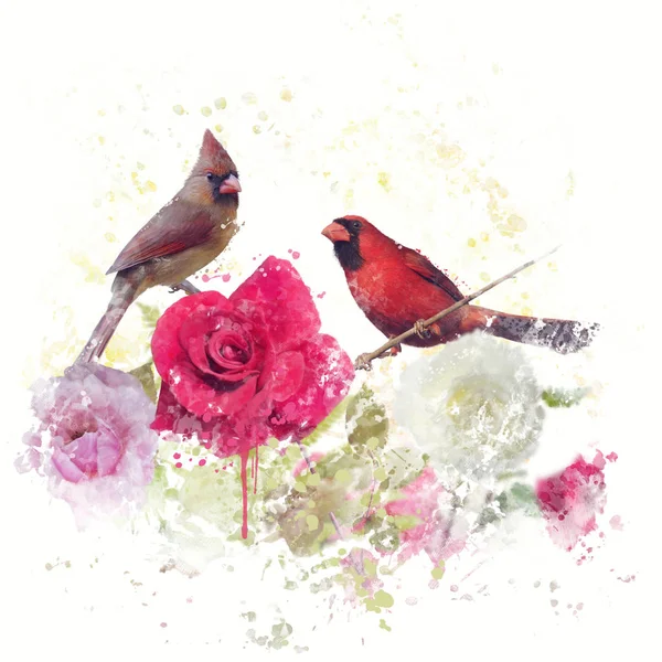 Mannelijke en vrouwelijke Northern kardinalen aquarel — Stockfoto