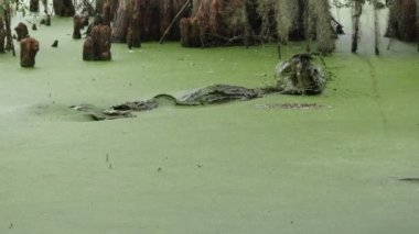 Balık Florida bataklıkta sonra Amerikan timsah atlar