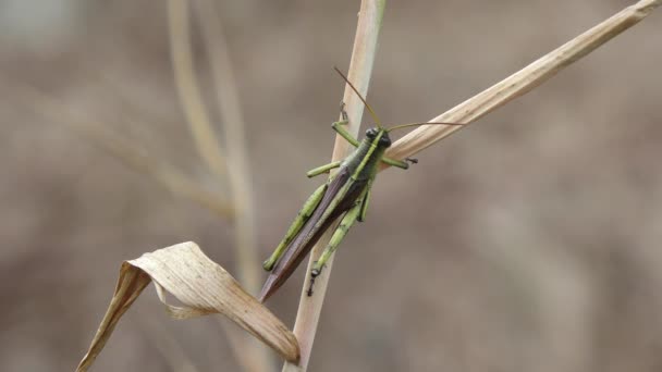 Saltamontes posados en una planta — Vídeo de stock