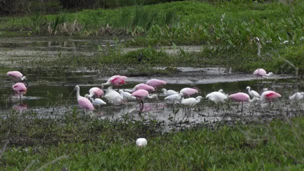 Fåglar som livnär i Florida våtmarker — Stockvideo