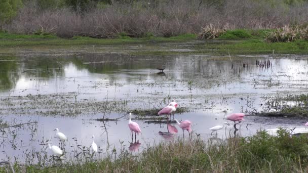 Vogels voederen in Florida Wetlands — Stockvideo